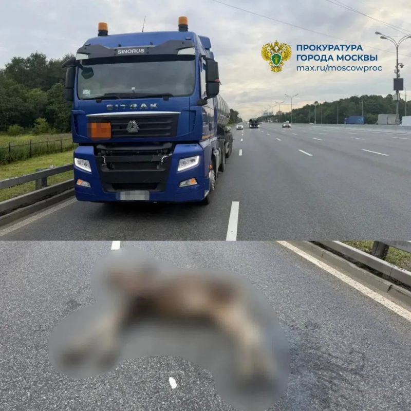 Водитель грузовика сбил лося на 108-м км МКАД, животное погибло, сообщили в прокуратуре