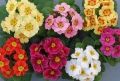 Как вырастить примулу акаулис микс: советы по посадке и уходу
