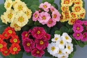 Как вырастить примулу акаулис микс: советы по посадке и уходу