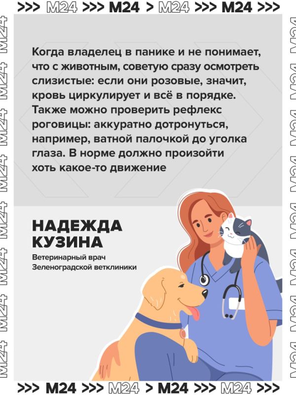 Владельцы хомяков и хорьков часто хоронят животных, перепутав их состояние со смертью Владельцы хомяков и хорьков часто хоронят животных, перепутав их состояние со смертью