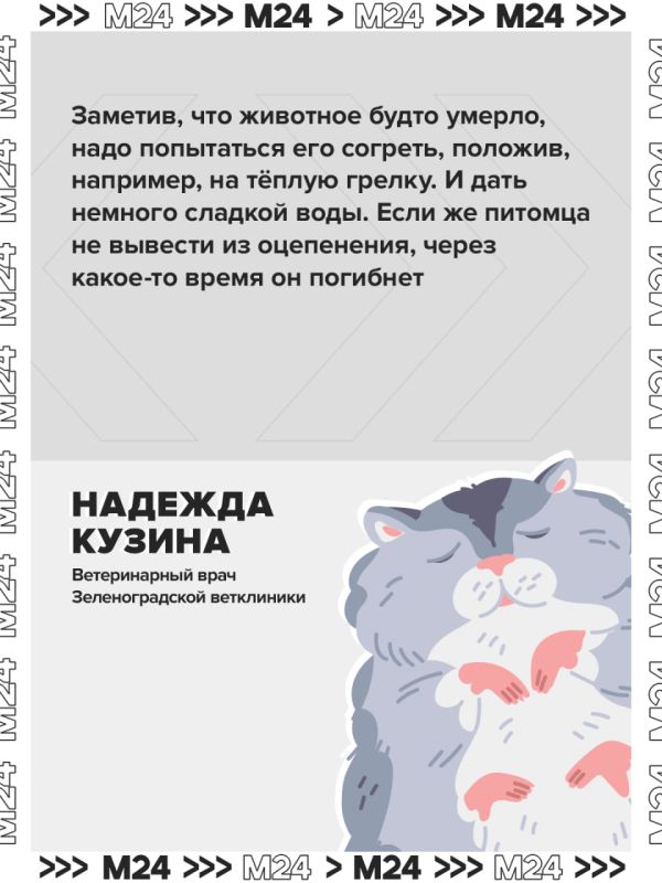 Владельцы хомяков и хорьков часто хоронят животных, перепутав их состояние со смертью Владельцы хомяков и хорьков часто хоронят животных, перепутав их состояние со смертью