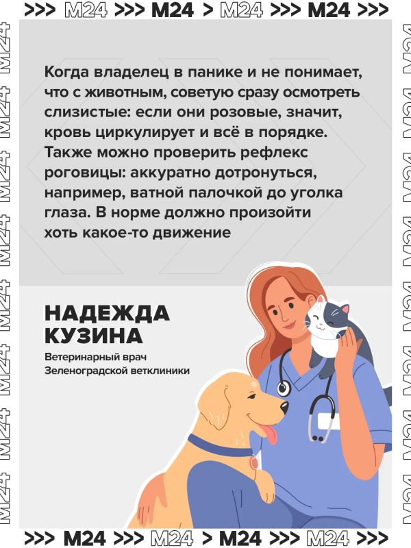 Владельцы хомяков и хорьков часто хоронят животных, перепутав их состояние со смертью Владельцы хомяков и хорьков часто хоронят животных, перепутав их состояние со смертью