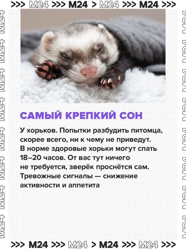 Владельцы хомяков и хорьков часто хоронят животных, перепутав их состояние со смертью Владельцы хомяков и хорьков часто хоронят животных, перепутав их состояние со смертью