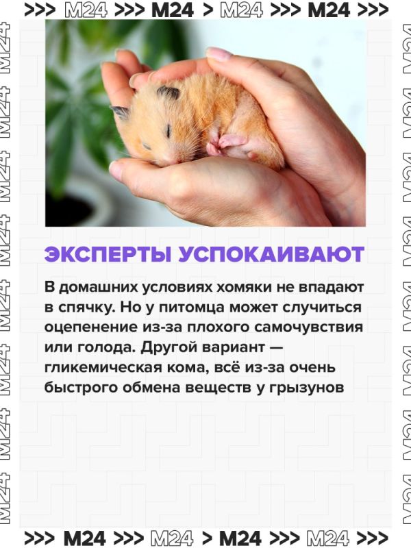 Владельцы хомяков и хорьков часто хоронят животных, перепутав их состояние со смертью Владельцы хомяков и хорьков часто хоронят животных, перепутав их состояние со смертью