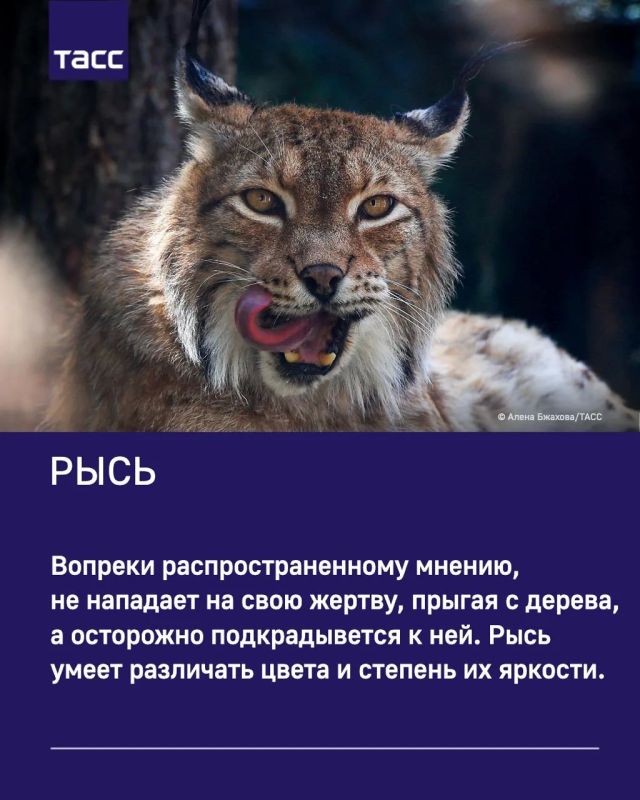 ТАСС собрал интересные факты о милых обитателях Московского зоопарка ТАСС собрал интересные факты о милых обитателях Московского зоопарка