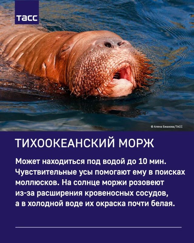 ТАСС собрал интересные факты о милых обитателях Московского зоопарка ТАСС собрал интересные факты о милых обитателях Московского зоопарка