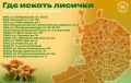 На московских ярмарках начался сезон лисичек