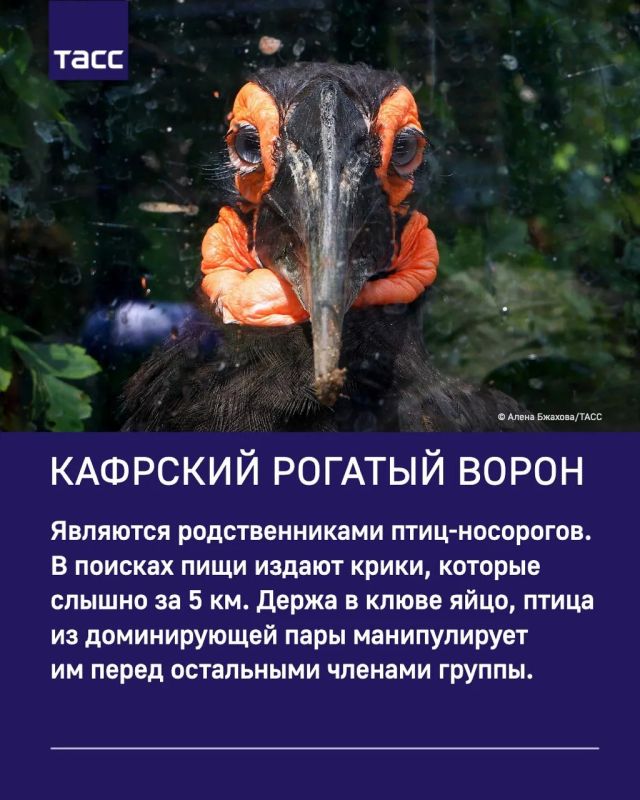 ТАСС собрал интересные факты о милых обитателях Московского зоопарка ТАСС собрал интересные факты о милых обитателях Московского зоопарка