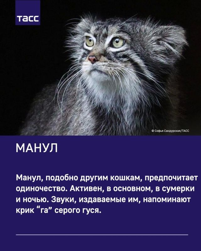 ТАСС собрал интересные факты о милых обитателях Московского зоопарка ТАСС собрал интересные факты о милых обитателях Московского зоопарка