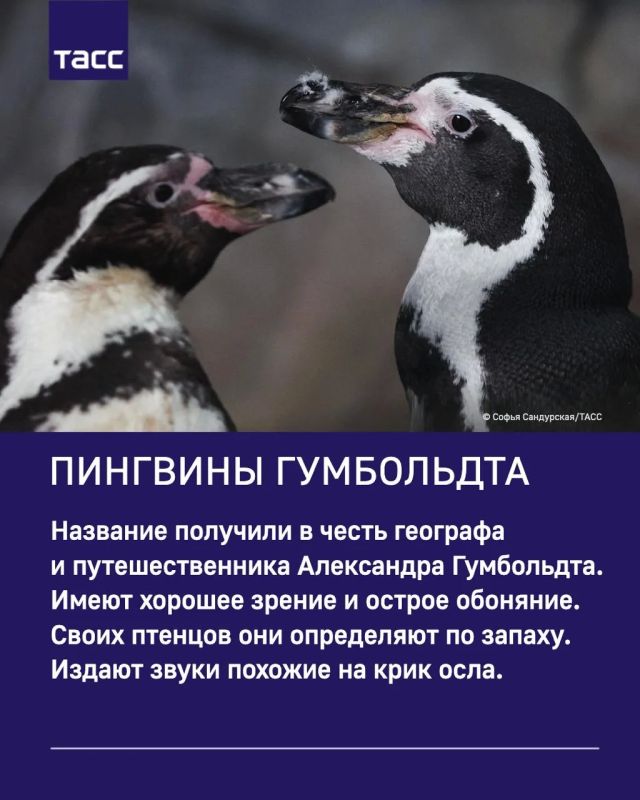 ТАСС собрал интересные факты о милых обитателях Московского зоопарка