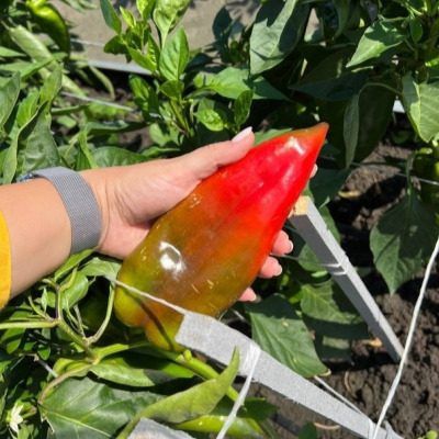 Перец Лечо: идеальный выбор для любителей ярких вкусов и домашних заготовок