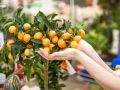 Как секреты вулканической почвы помогают лимонам расти