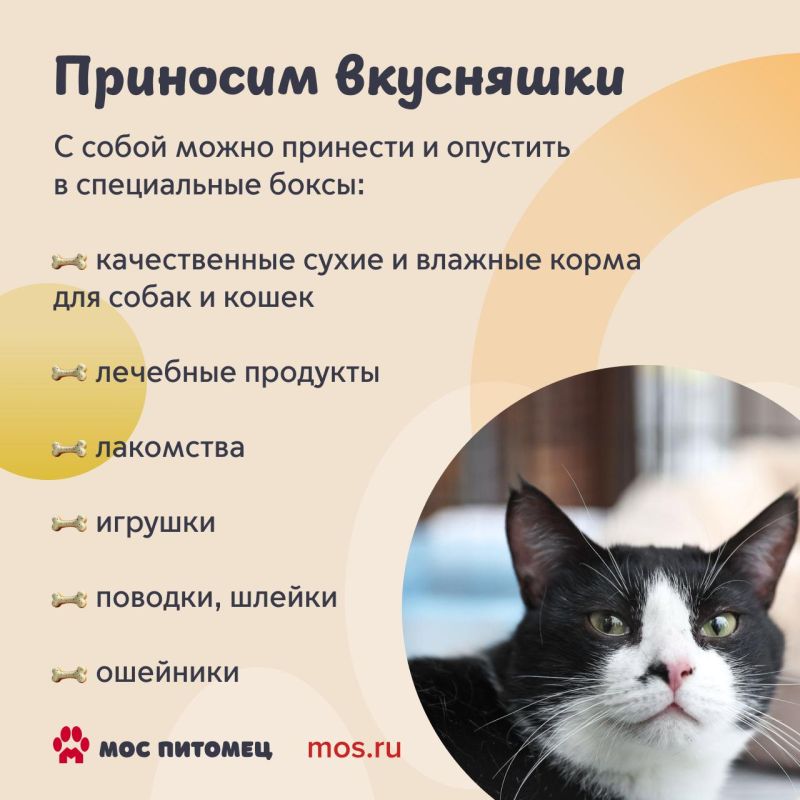 Найти четвероногого друга, осуществить желания пушистиков и просто хорошо провести время среди животных — все это можно будет сделать на фестивале «Моспитомец» Найти четвероногого друга, осуществить желания пушистиков и просто хорошо провести время среди животных — все это можно будет сделать на фестивале «Моспитомец»