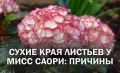Почему сохнут края листьев у гортензии крупнолистной Мисс Саори: разбираем ошибки в уходе