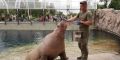 В Московском зоопарке появилась новая обитательница — самка моржа Тамара