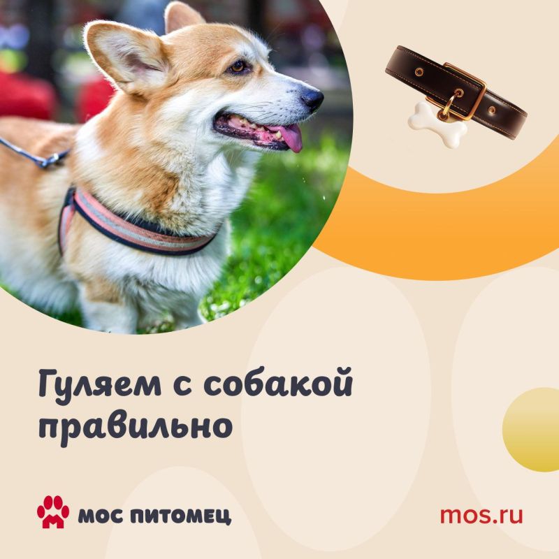 Как правильно гулять с собакой в Москве?