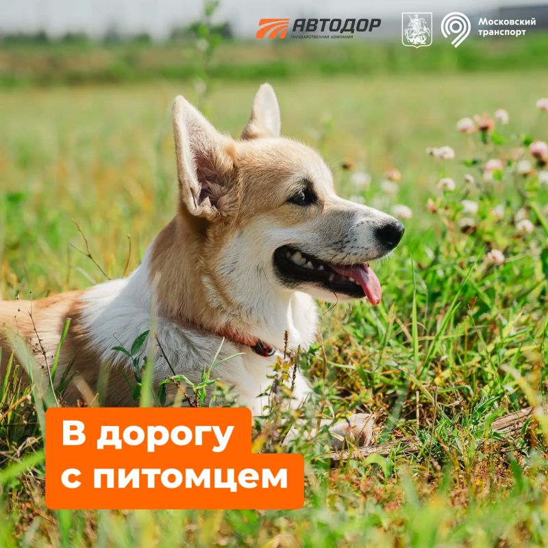 Если отправляетесь в дорогу с питомцем в жару, не оставляйте его в машине даже на несколько минут