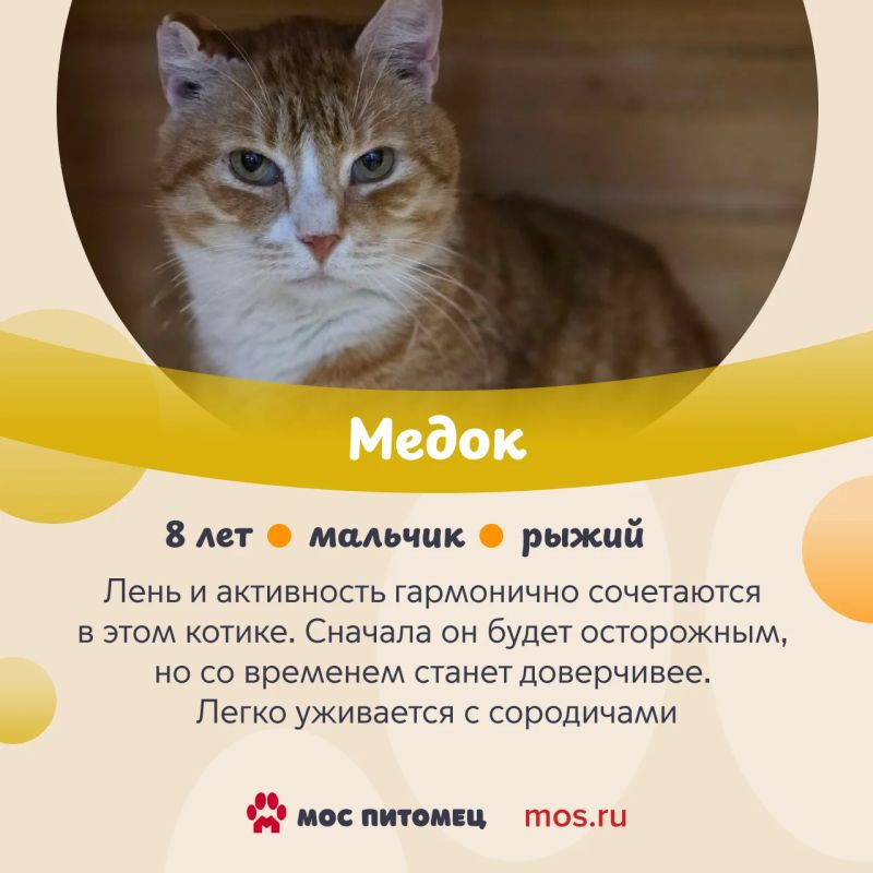 В День торта знакомим вас с котиками и кошками из городских приютов, у которых самые сладкие имена В День торта знакомим вас с котиками и кошками из городских приютов, у которых самые сладкие имена