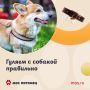 Как правильно гулять с собакой в Москве?