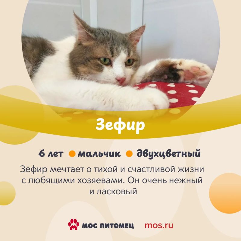 В День торта знакомим вас с котиками и кошками из городских приютов, у которых самые сладкие имена В День торта знакомим вас с котиками и кошками из городских приютов, у которых самые сладкие имена