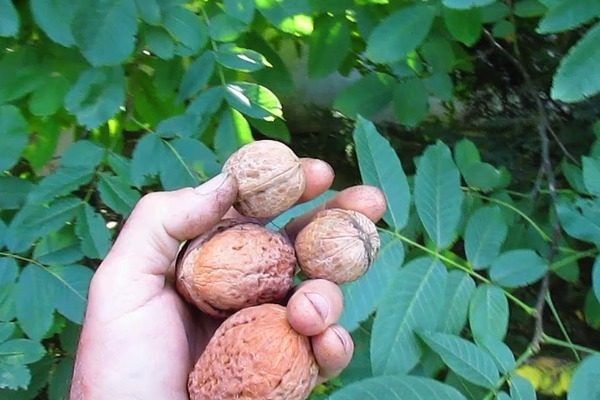 Грецкий орех Великан: на что обратить внимание при выращивании?