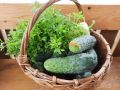 Секреты успешного ухода за огурцами
