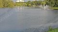 Москвичи заметили пловца на Люблинских прудах