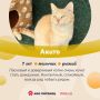 Эти котики и кошечки ищут дом! Милые, пушистые, ласковые — как им отказать? Переходите по ссылкам, записывайтесь на встречу и забирайте их домой