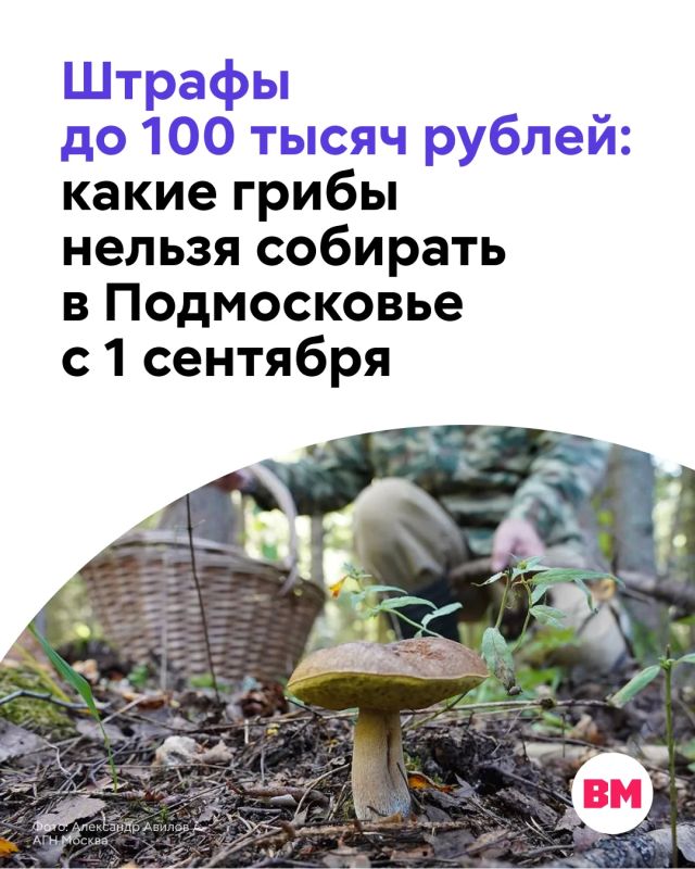 Положили редкий гриб в корзинку — получили штраф