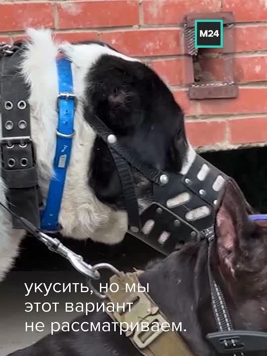 Жители Химок боятся выводить на прогулку своих питомцев из-за хозяина алабая и стаффордширского терьера