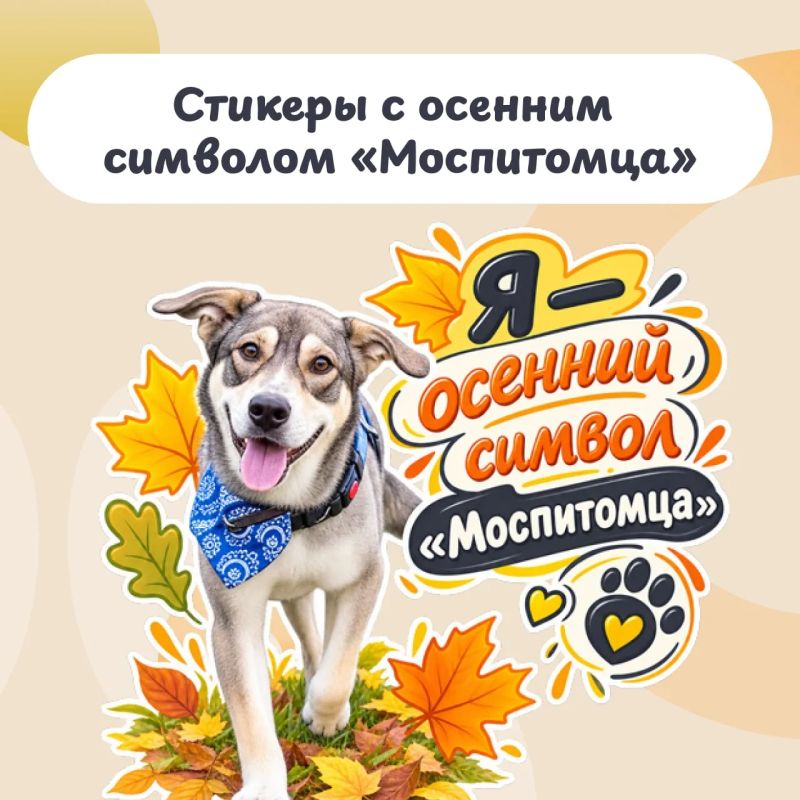Тимофей — осенний символ «Моспитомца»! У этого обаятельного песика с ласковым взглядом и миролюбивым характером появился свой набор стикеров