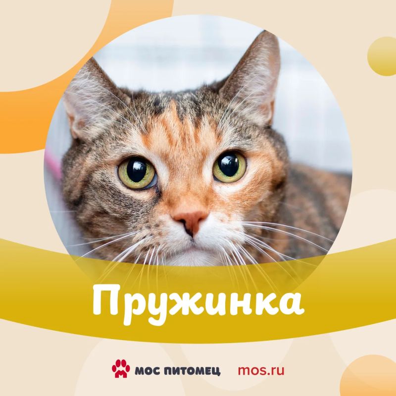 «Моспитомец» расширяется! Теперь к сервису могут присоединиться частные приюты столицы «Моспитомец» расширяется! Теперь к сервису могут присоединиться частные приюты столицы