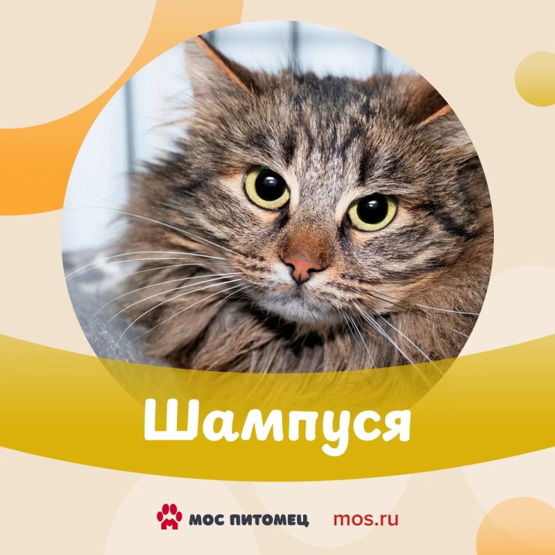 «Моспитомец» расширяется! Теперь к сервису могут присоединиться частные приюты столицы «Моспитомец» расширяется! Теперь к сервису могут присоединиться частные приюты столицы