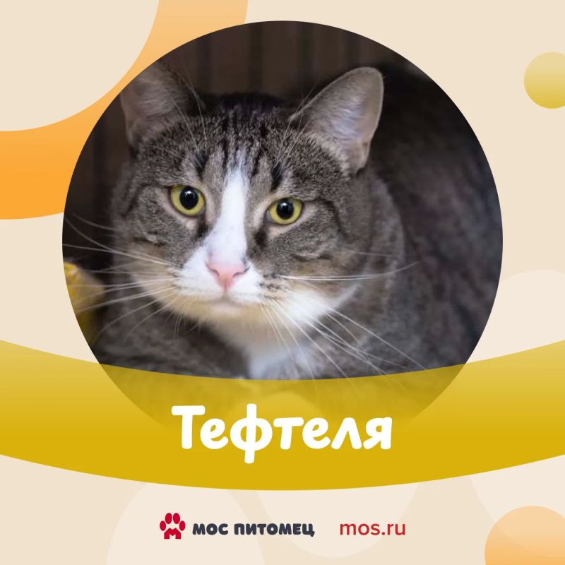 «Моспитомец» расширяется! Теперь к сервису могут присоединиться частные приюты столицы «Моспитомец» расширяется! Теперь к сервису могут присоединиться частные приюты столицы