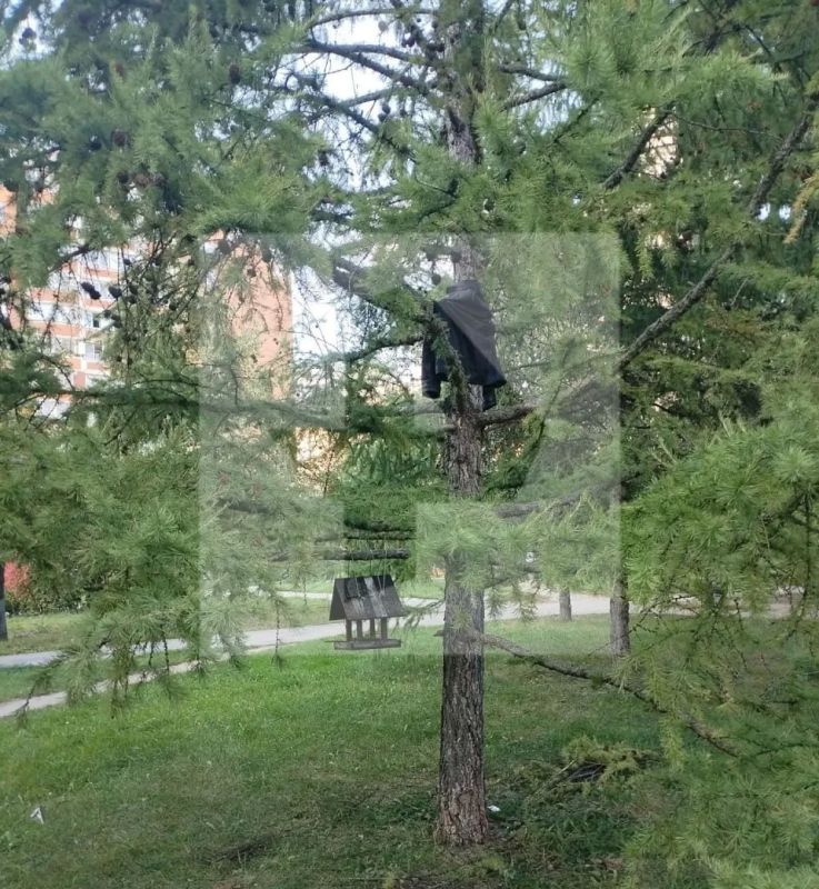 "В семь утра мужик на дереве": жительница Москвы рассказала РЕН ТВ, как встретила неадекватного мужчину незадолго до его нападения на медиков с лопатой в Марьино "В семь утра мужик на дереве": жительница Москвы рассказала РЕН ТВ, как встретила неадекватного мужчину незадолго до его нападения на медиков с лопатой в Марьино