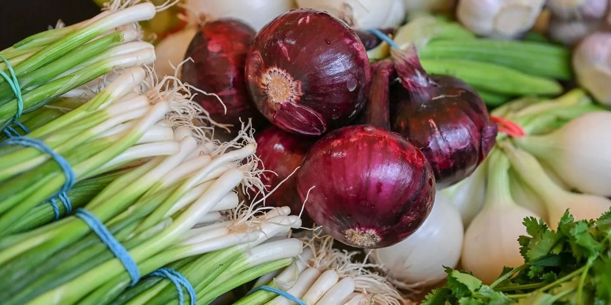 На московских ярмарках лук нового урожая различается не только по вкусу – от жгучего до сладкого, – но и по сроку хранения: одни сорта лучше съесть в первую неделю, а другие пролежат до самой весны