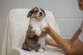 Щенячья порция счастья! Сегодня хотим познакомить вас с чудесными малышами из приюта для безнадзорных животных ТиНАО