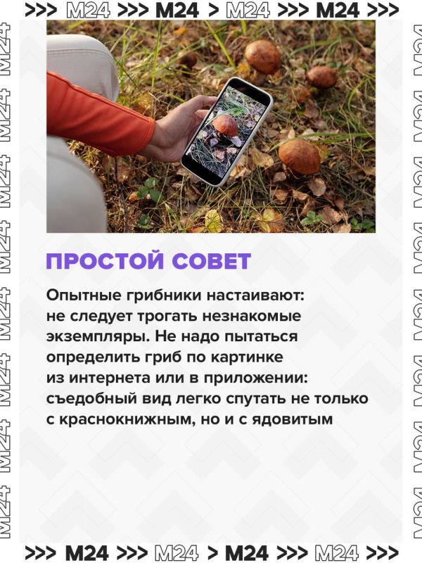 Это лето в Московском регионе выдалось одним из самых неудачных для грибников, но в начале сентября природа решила наверстать упущенное — и грибной сезон наконец ожил Это лето в Московском регионе выдалось одним из самых неудачных для грибников, но в начале сентября природа решила наверстать упущенное — и грибной сезон наконец ожил