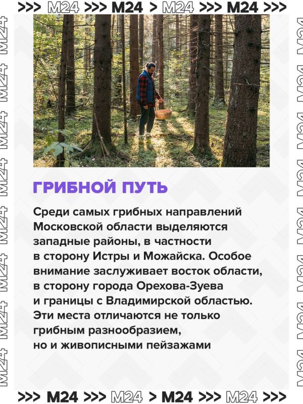 Это лето в Московском регионе выдалось одним из самых неудачных для грибников, но в начале сентября природа решила наверстать упущенное — и грибной сезон наконец ожил Это лето в Московском регионе выдалось одним из самых неудачных для грибников, но в начале сентября природа решила наверстать упущенное — и грибной сезон наконец ожил