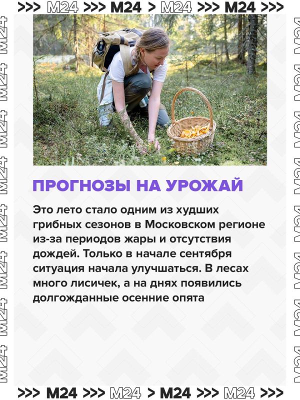 Это лето в Московском регионе выдалось одним из самых неудачных для грибников, но в начале сентября природа решила наверстать упущенное — и грибной сезон наконец ожил Это лето в Московском регионе выдалось одним из самых неудачных для грибников, но в начале сентября природа решила наверстать упущенное — и грибной сезон наконец ожил