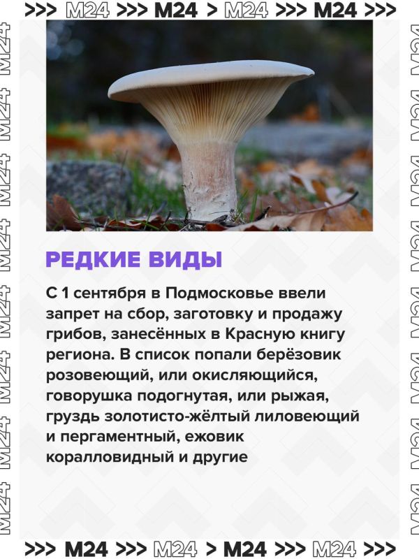 Это лето в Московском регионе выдалось одним из самых неудачных для грибников, но в начале сентября природа решила наверстать упущенное — и грибной сезон наконец ожил Это лето в Московском регионе выдалось одним из самых неудачных для грибников, но в начале сентября природа решила наверстать упущенное — и грибной сезон наконец ожил