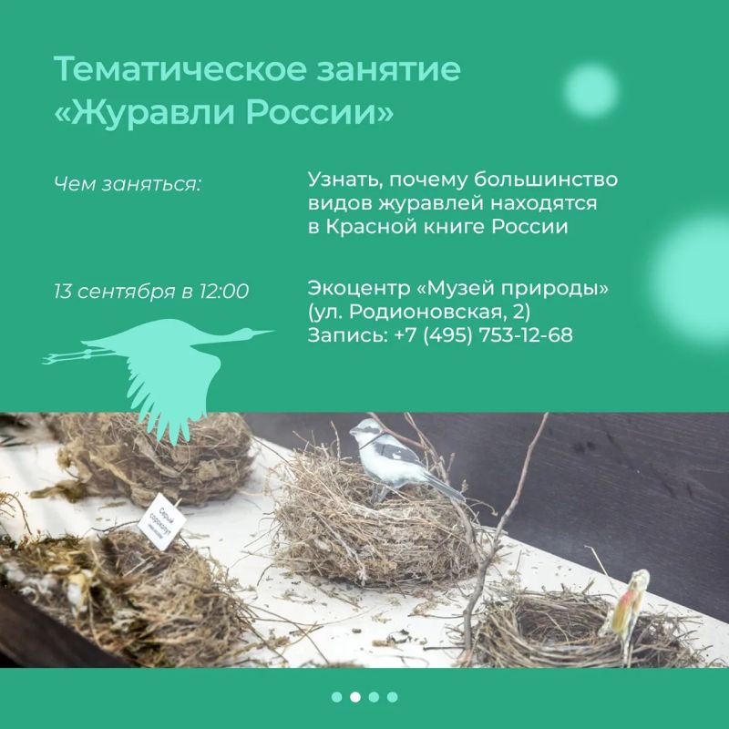 Журавлиные истории этой осени Журавлиные истории этой осени