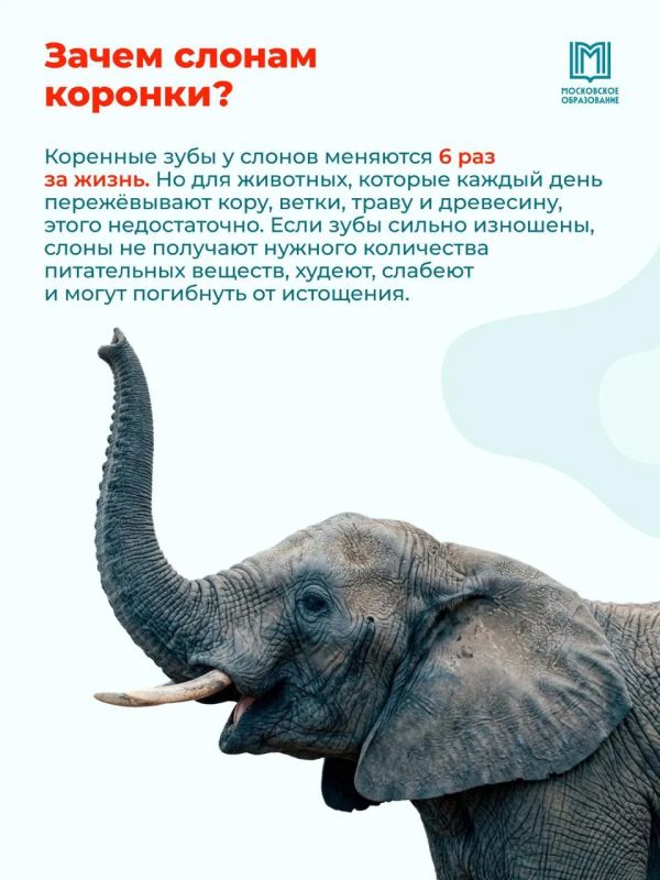 Стоматология для слонов . Варвара Лапазова и Мария Поликарова, выпускницы естественно-научной вертикали школы № 2045, продумали процесс создания коронок для слонов на 3D-принтере Стоматология для слонов . Варвара Лапазова и Мария Поликарова, выпускницы естественно-научной вертикали школы № 2045, продумали процесс создания коронок для слонов на 3D-принтере