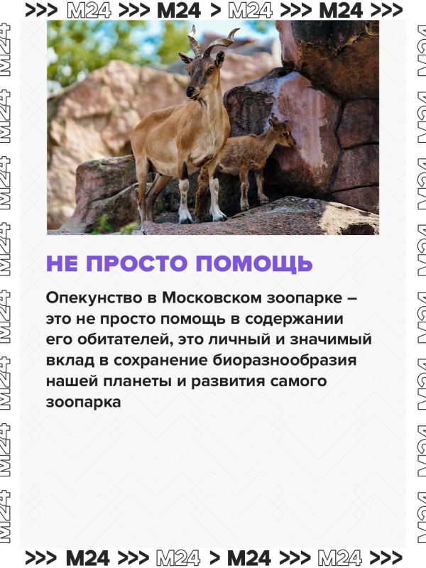 Москвичи могут стать опекунами животных Московского зоопарка в рамках программы «Миллион призов» — и получить до 7,5 тысячи баллов Москвичи могут стать опекунами животных Московского зоопарка в рамках программы «Миллион призов» — и получить до 7,5 тысячи баллов