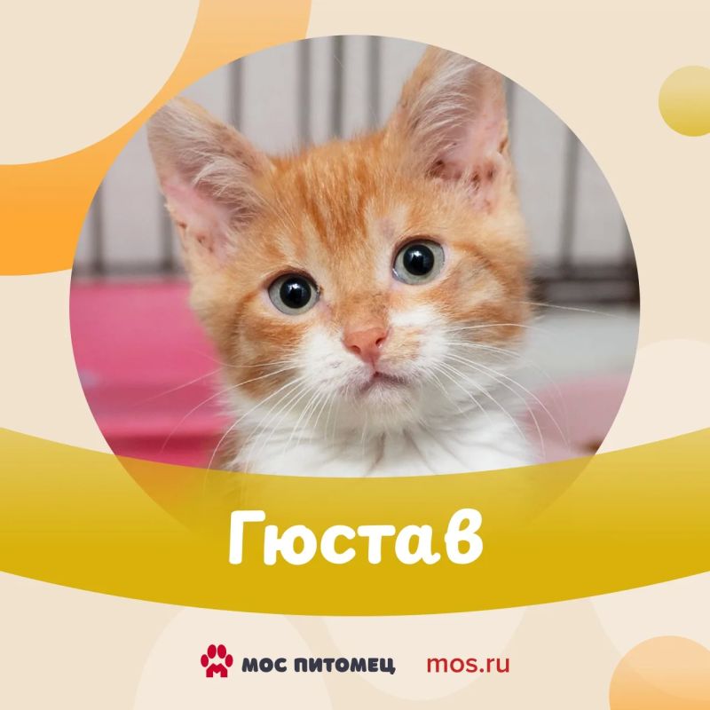 Котята в добрые руки! С вами спешат познакомиться малыши из приютов — смешные, озорные и очень красивые Котята в добрые руки! С вами спешат познакомиться малыши из приютов — смешные, озорные и очень красивые