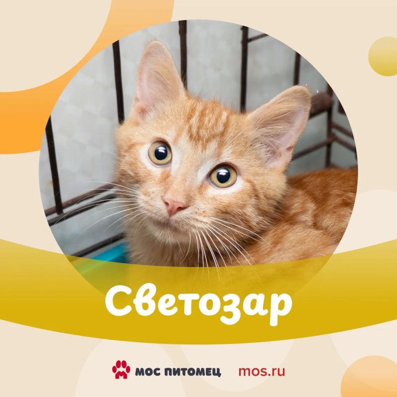 Котята в добрые руки! С вами спешат познакомиться малыши из приютов — смешные, озорные и очень красивые Котята в добрые руки! С вами спешат познакомиться малыши из приютов — смешные, озорные и очень красивые