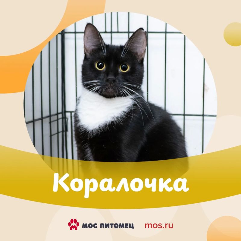 Котята в добрые руки! С вами спешат познакомиться малыши из приютов — смешные, озорные и очень красивые Котята в добрые руки! С вами спешат познакомиться малыши из приютов — смешные, озорные и очень красивые