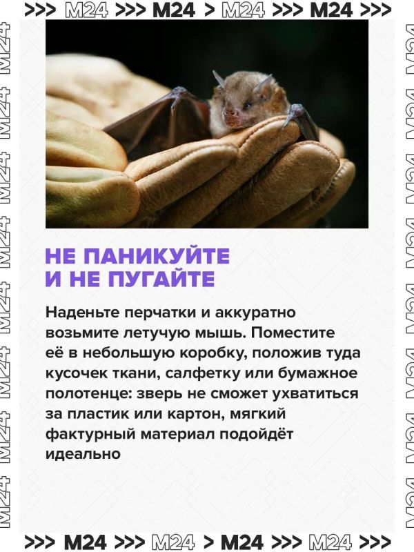 Летучие мыши всё чаще залетают в квартиры москвичей из-за аномально тёплой осени Летучие мыши всё чаще залетают в квартиры москвичей из-за аномально тёплой осени