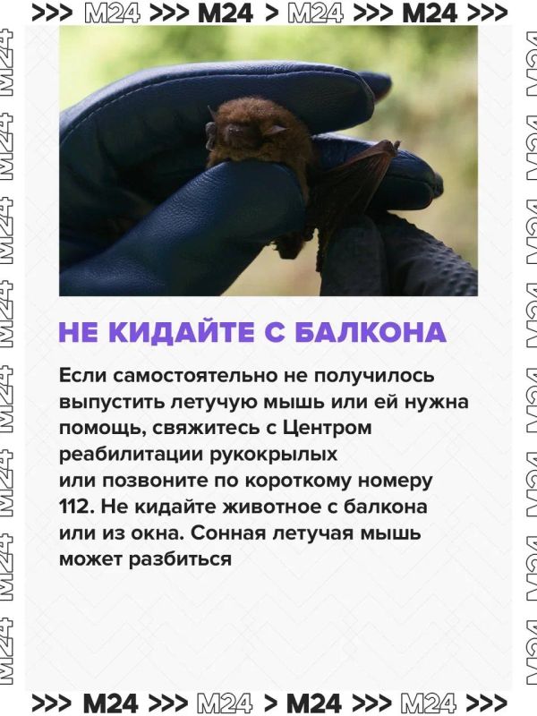 Летучие мыши всё чаще залетают в квартиры москвичей из-за аномально тёплой осени Летучие мыши всё чаще залетают в квартиры москвичей из-за аномально тёплой осени