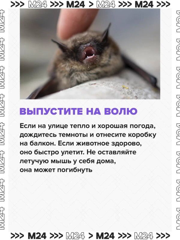 Летучие мыши всё чаще залетают в квартиры москвичей из-за аномально тёплой осени Летучие мыши всё чаще залетают в квартиры москвичей из-за аномально тёплой осени